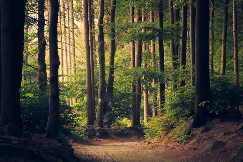 Sunlit forest path representing the journey toward purpose and meaning